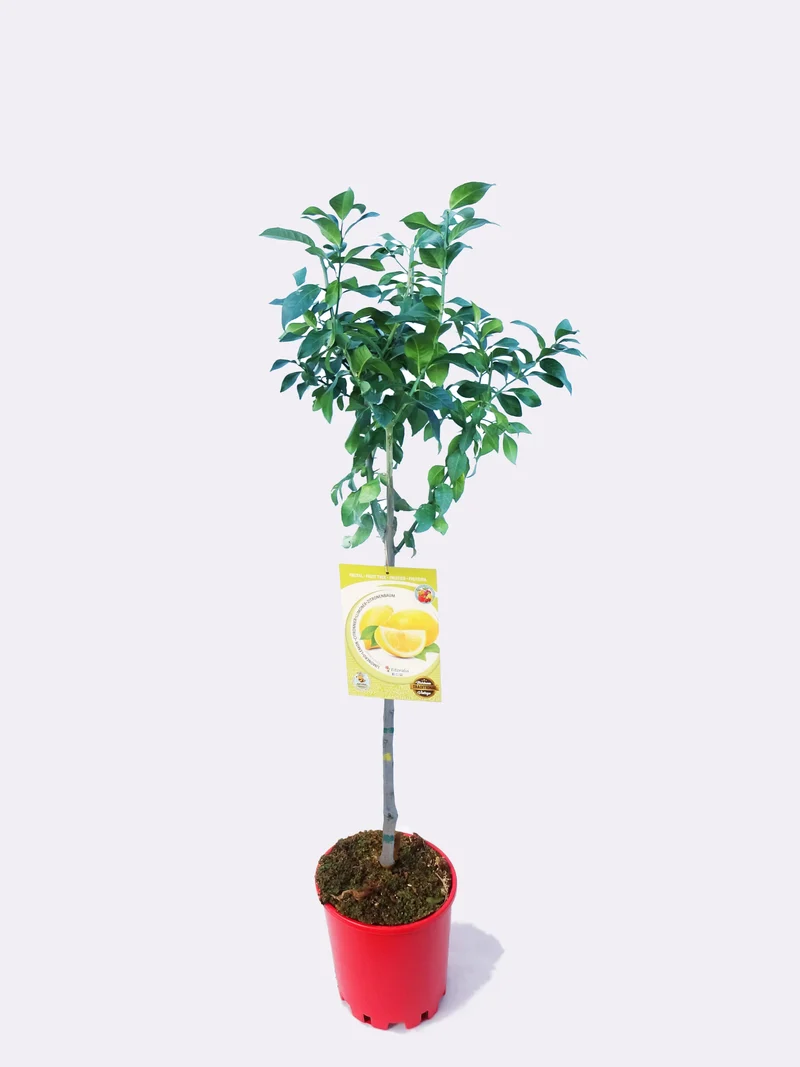 Limonero Eureka En Maceta 25 Cm. 150-180 Cm. Alt. Natural - Fitoralia