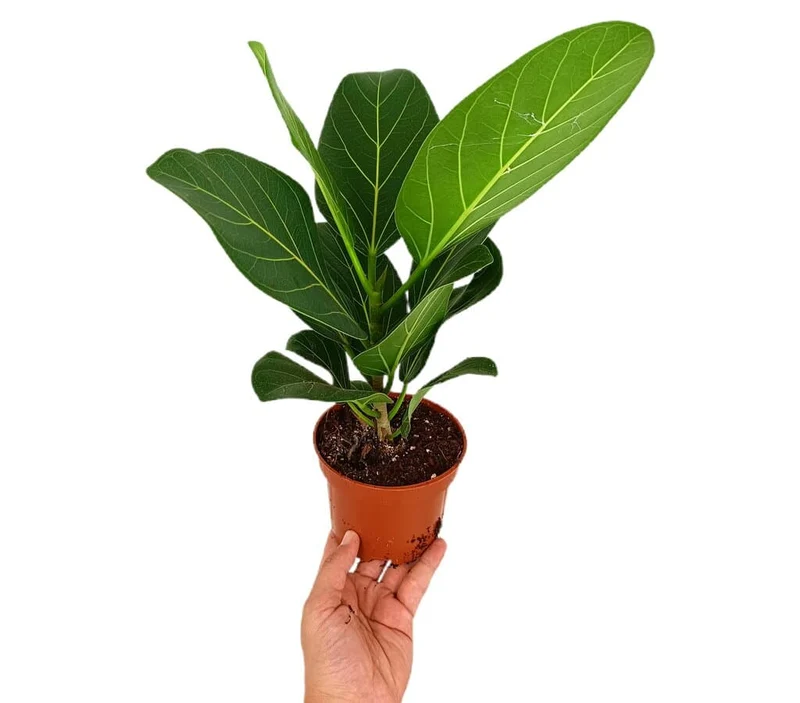 Ficus Benghalensis Audrey M12