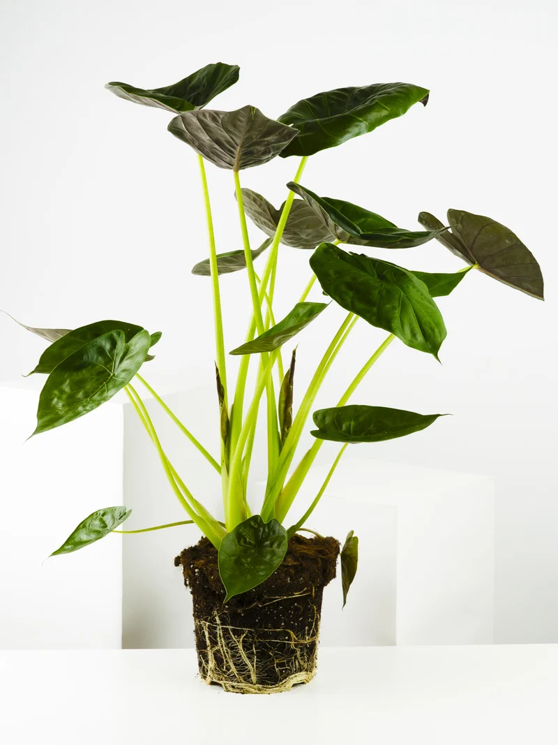 Alocasia Wentii