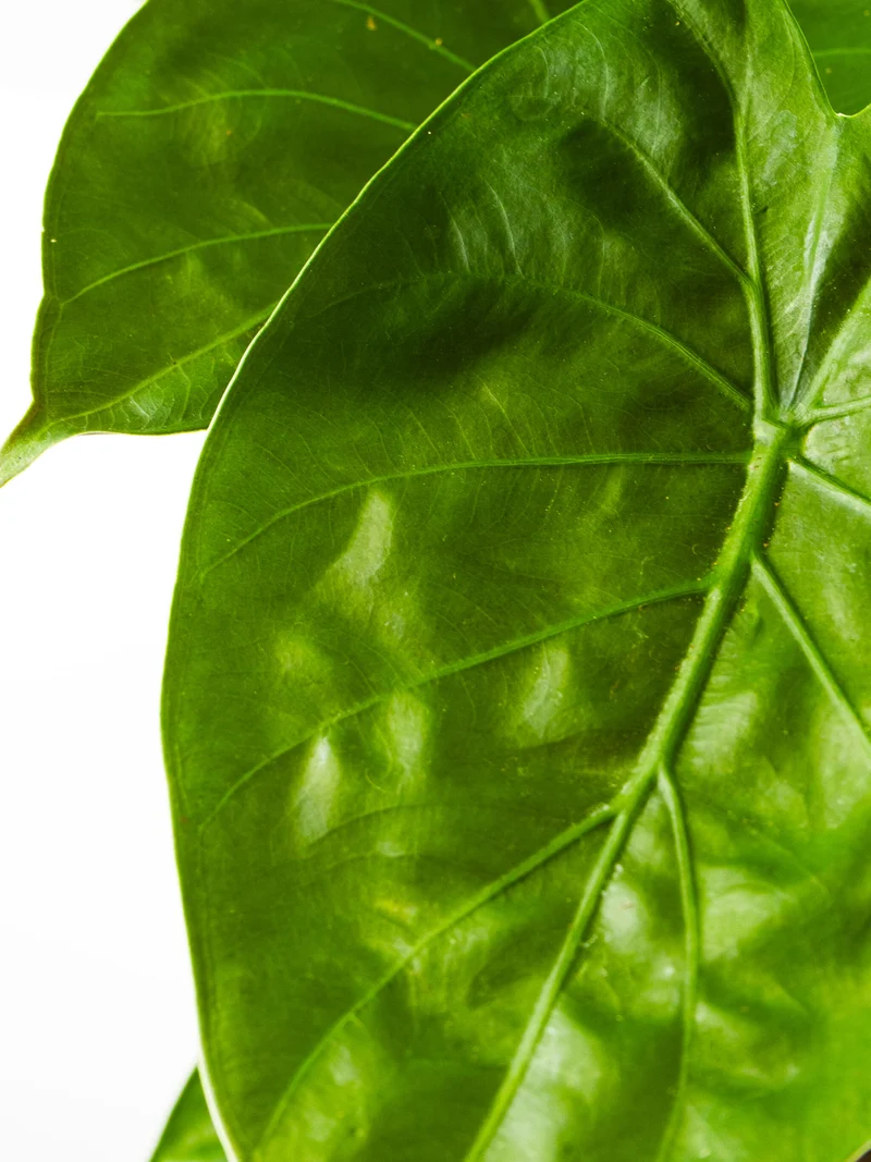 Alocasia Wentii