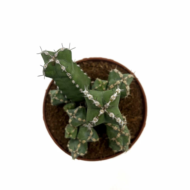 Euphorbia Polyacantha Cactus Y Suculentas M8,5 cm Ø