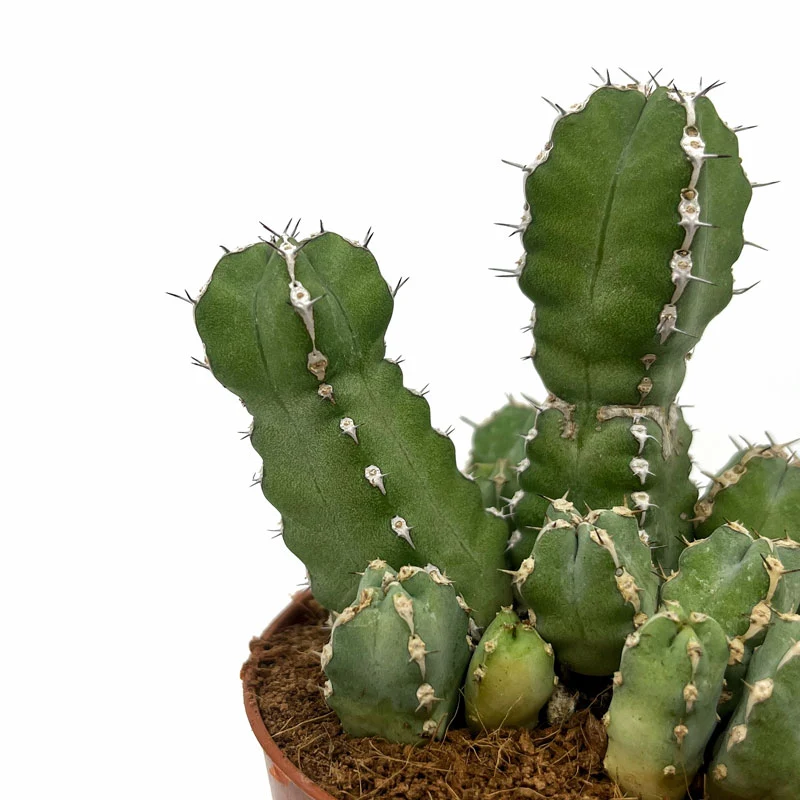 Euphorbia Polyacantha Cactus Y Suculentas M8,5 cm Ø