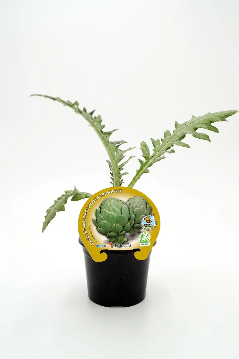 Plantón Alcachofa En Maceta 10,5 Cm. Natural - Fitoralia