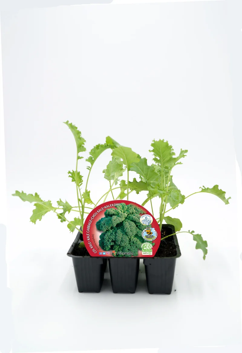 Pack Plantones Col Kale 6 Ud. Natural - Fitoralia