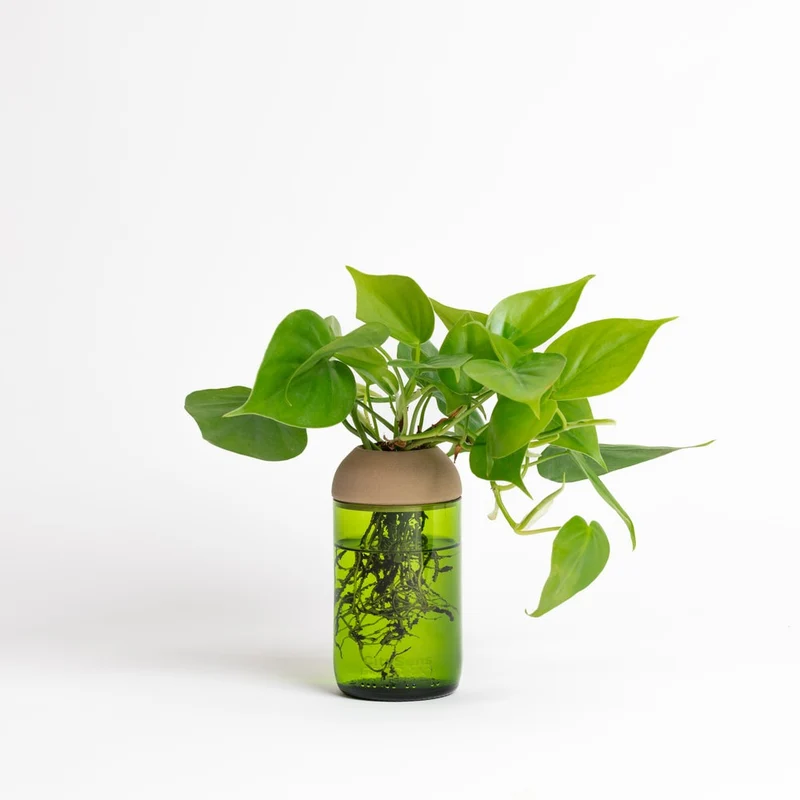 Macetero Transparente Citysens Con Soporte De Pino – Verde, Vidrio Reutilizado Y Biofilamento De Madera 3d