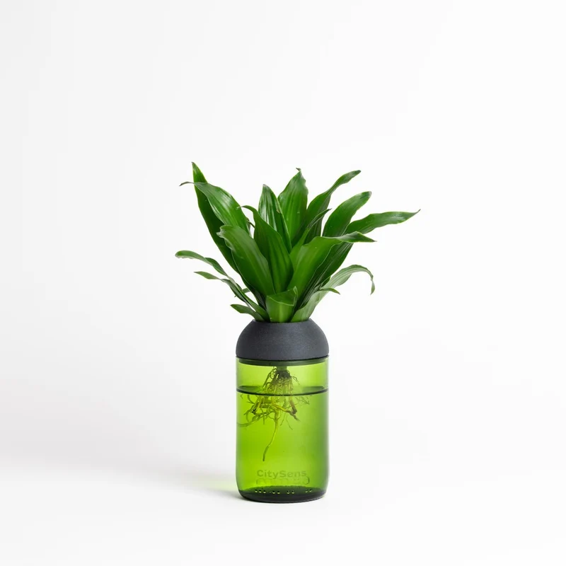 Macetero Transparente Citysens Con Soporte De Pino – Verde, Vidrio Reutilizado Y Biofilamento De Madera 3d
