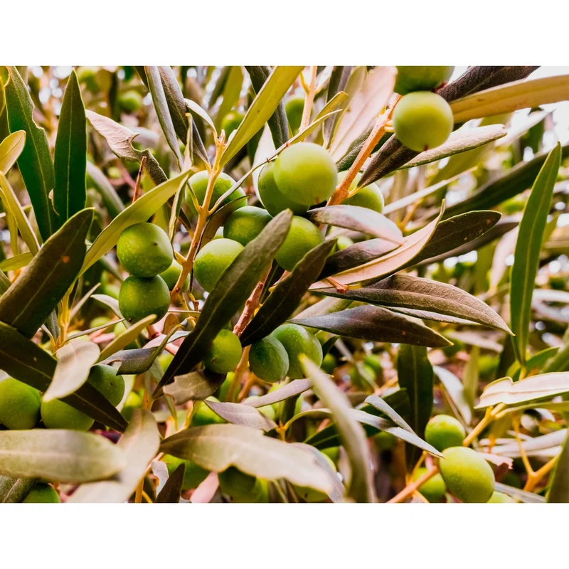 Abono Olivo Ecológico Cultivers 1 Kg
