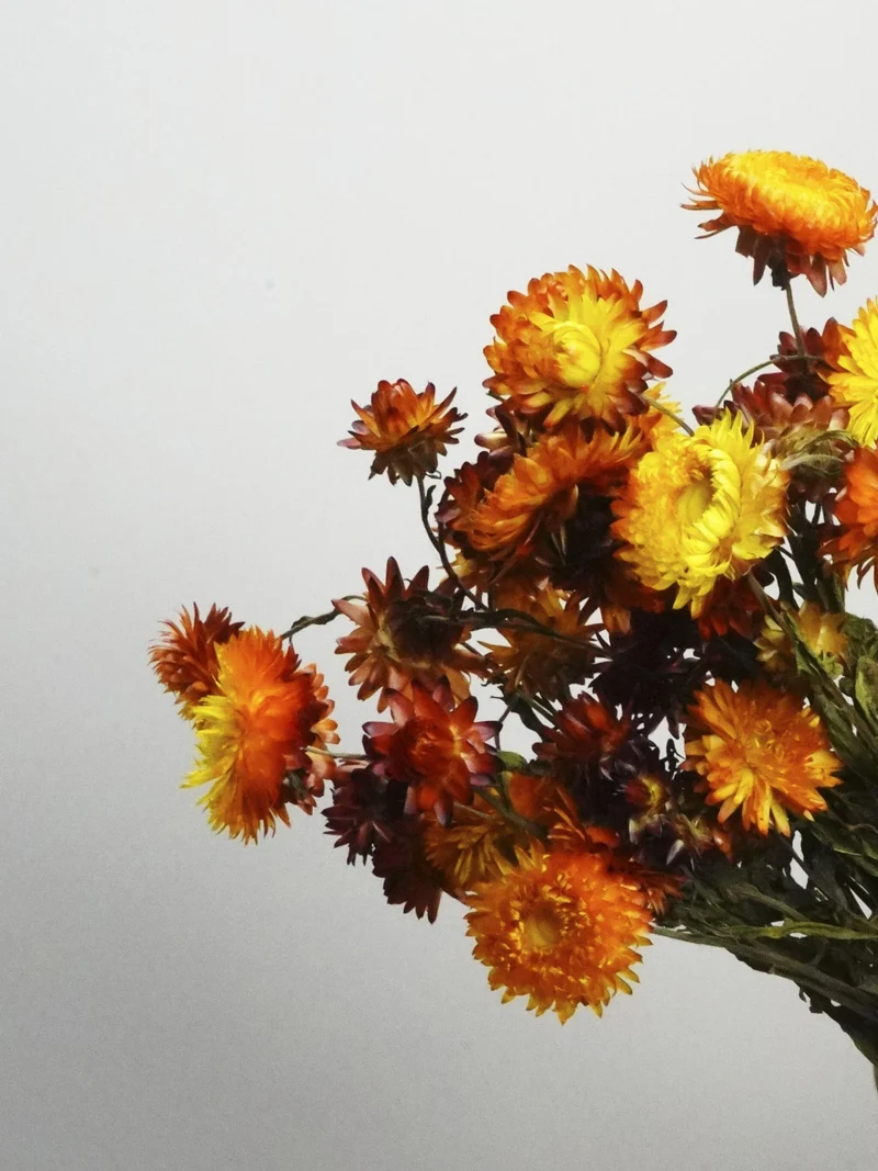 Helichrysum Flor Seca