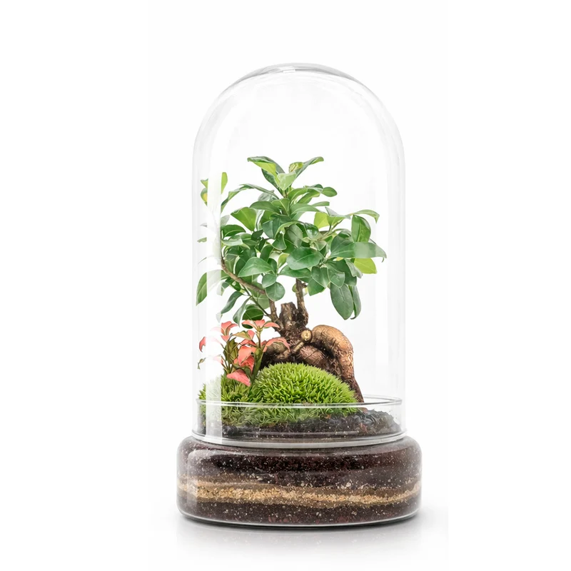 Terrario Madagascar Forest 19x36 Cm