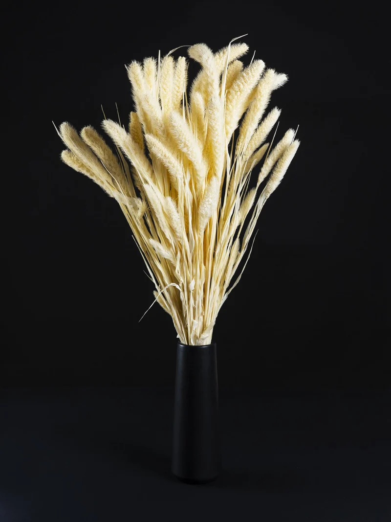 Setaria Seca