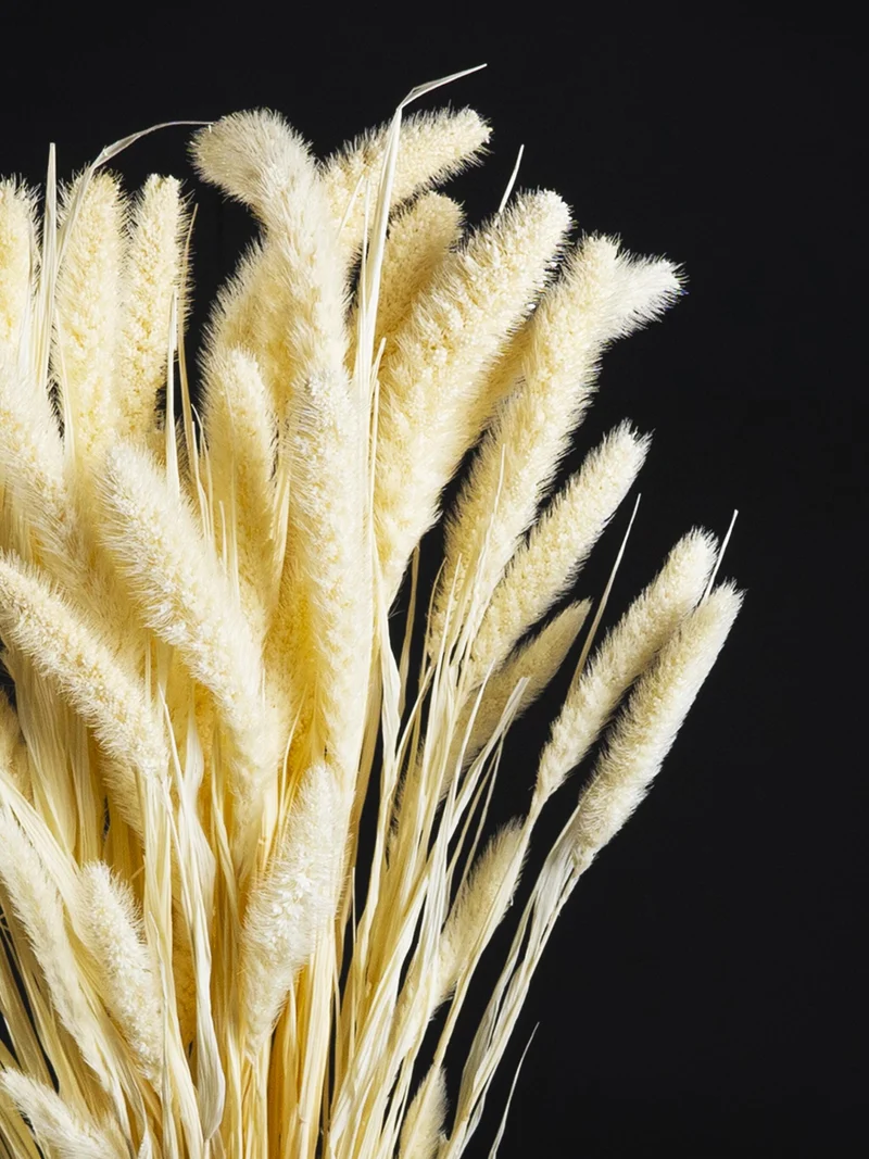 Setaria Seca