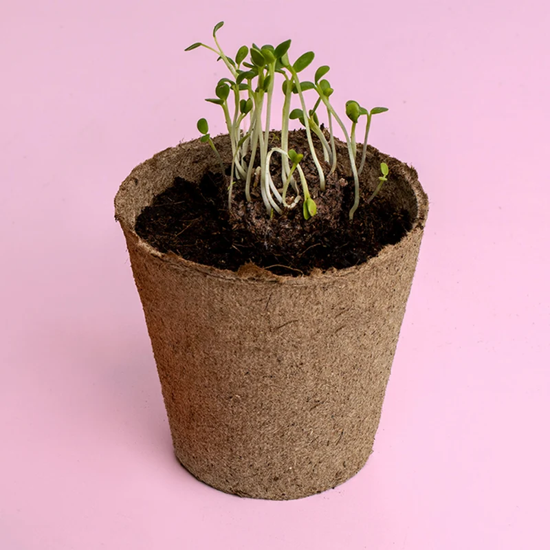 Kit de Cultivo Urban Flowers Azules Lino Azul, Nomeolvides y Aciano | Semillas para Interior y Exterior - Resetea