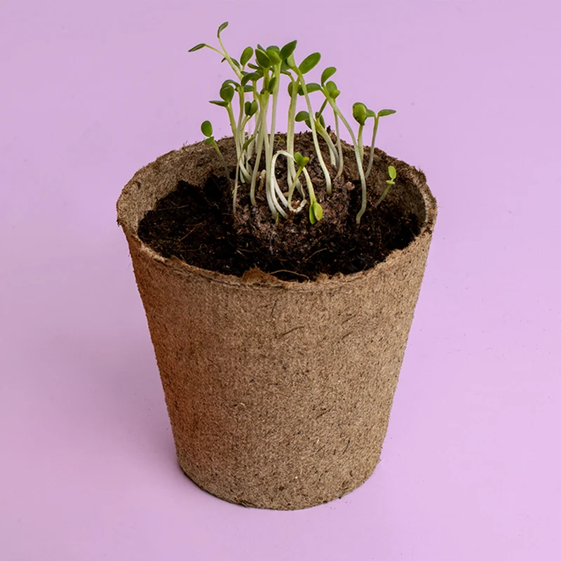 Kit de Cultivo Urban Flowers Naranjas Caléndula, Capuchina y Tagetes | Semillas para Interior y Exterior - Resetea