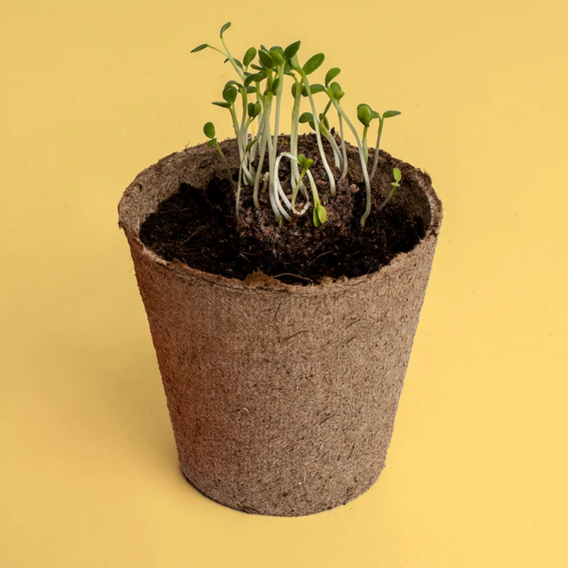 Kit de Cultivo Urban Flowers Amarillas Alhelí Dorado, Hinojo y Meliloto | Semillas para Interior y Exterior - Resetea