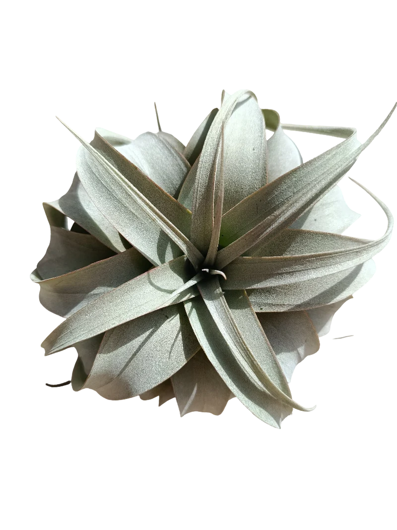 Tillandsia Xerographica M Planta Clavel Del Aire 15 Cm
