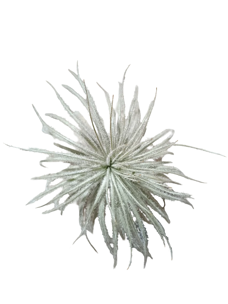 Tillandsia Tectorum Clavel Del Aire Planta Natural