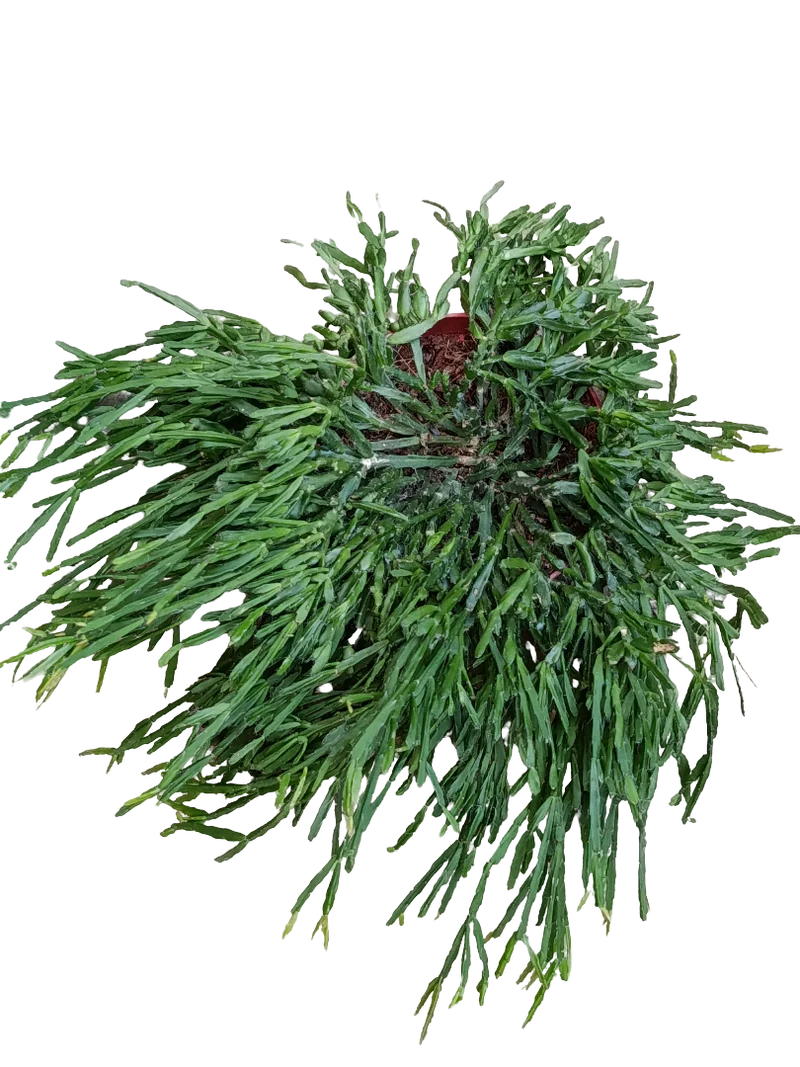 Rhipsalis Ewaldiana Planta Suculenta De Interior Colgante Ø12