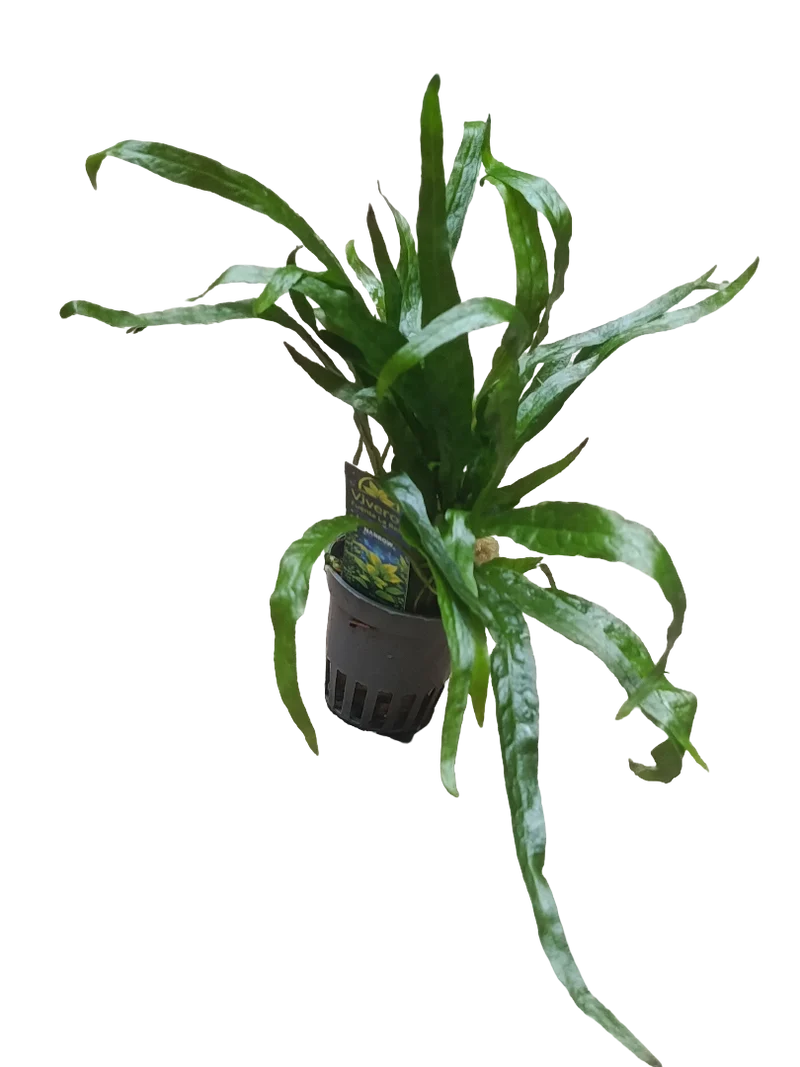 Planta Acuatica Microsorium Narrow Para Acuario Y Terrario Ø5