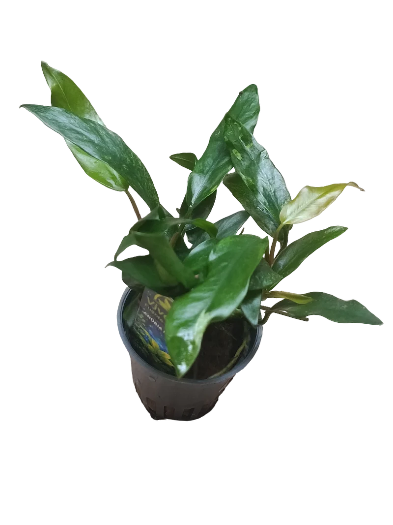 Planta Acuatica Anubia Minima Para Acuarios Y Terrarios Ø5