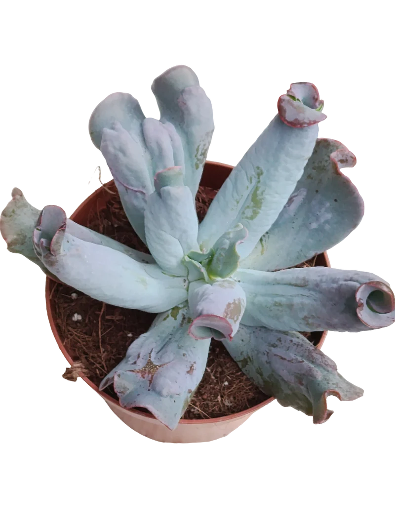 Echeveria Linguas Ø13 Planta Suculenta