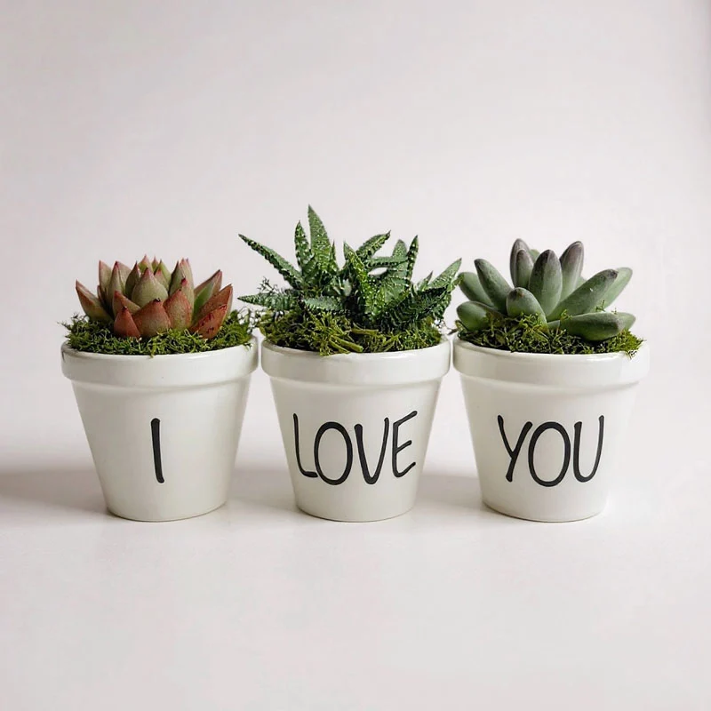 Pack de 3 Suculentas Naturales en Maceta Blanca - Regalo Sostenible y Decoración Viva