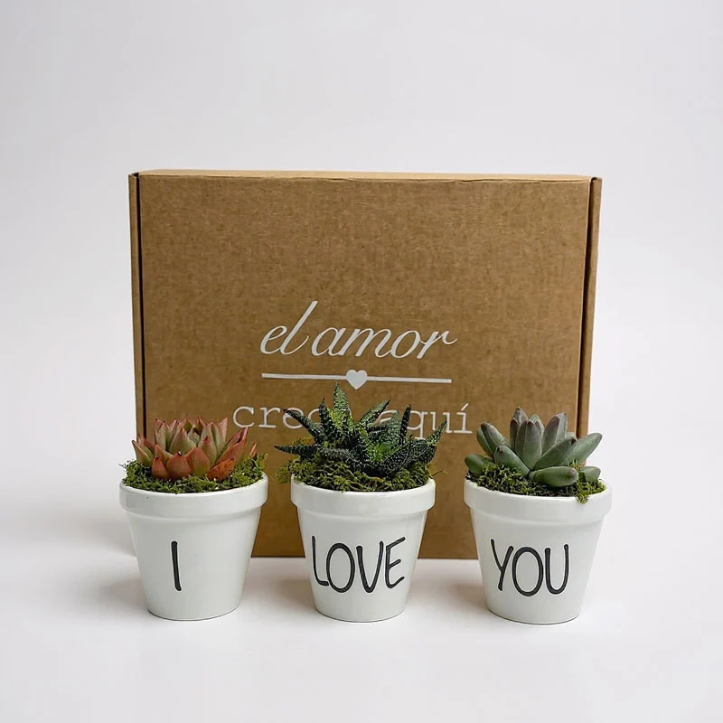 Pack de 3 Suculentas Naturales en Maceta Blanca - Regalo Sostenible y Decoración Viva