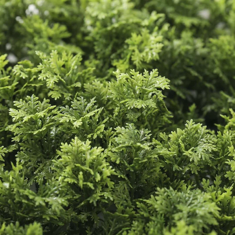 Moss