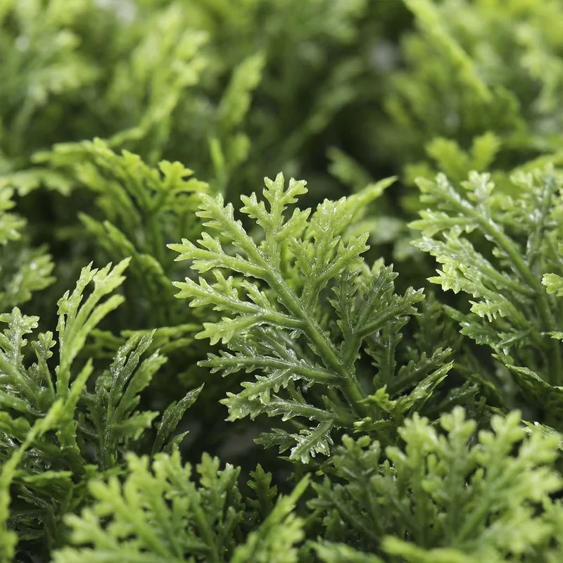 Moss