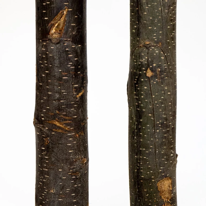 Estrellanoche preserved