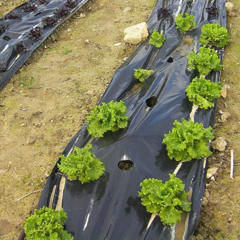 Plástico negro para siembra - 546m²