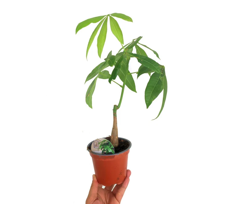 Pachira Acuática M12 40cm