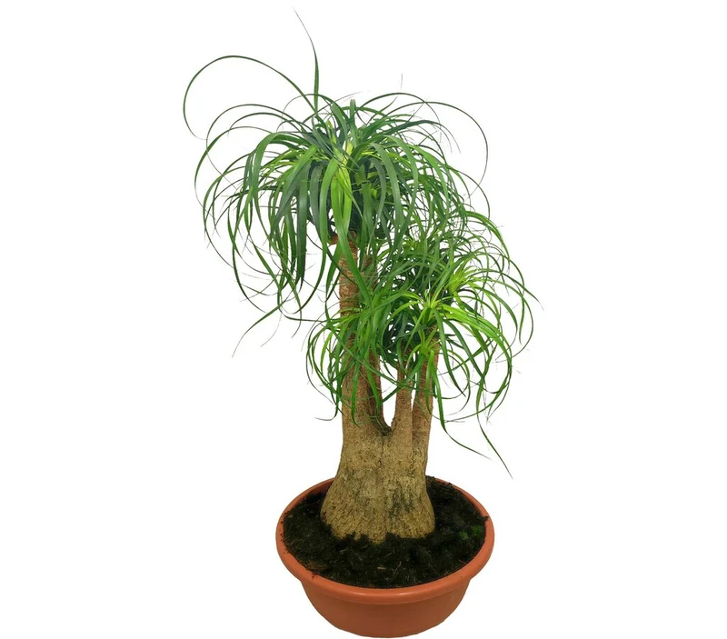 Beaucarnea Ramificada T27 60-80cm (pata De Elefante O Nolina)