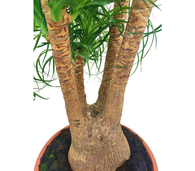 Beaucarnea Ramificada T27 60-80cm (pata De Elefante O Nolina)
