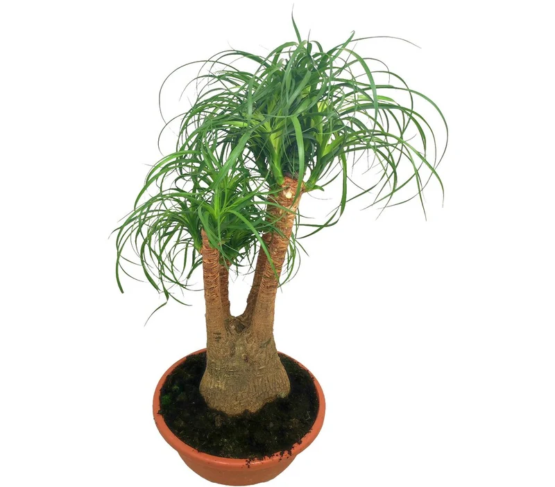 Beaucarnea Ramificada T27 60-80cm (pata De Elefante O Nolina)