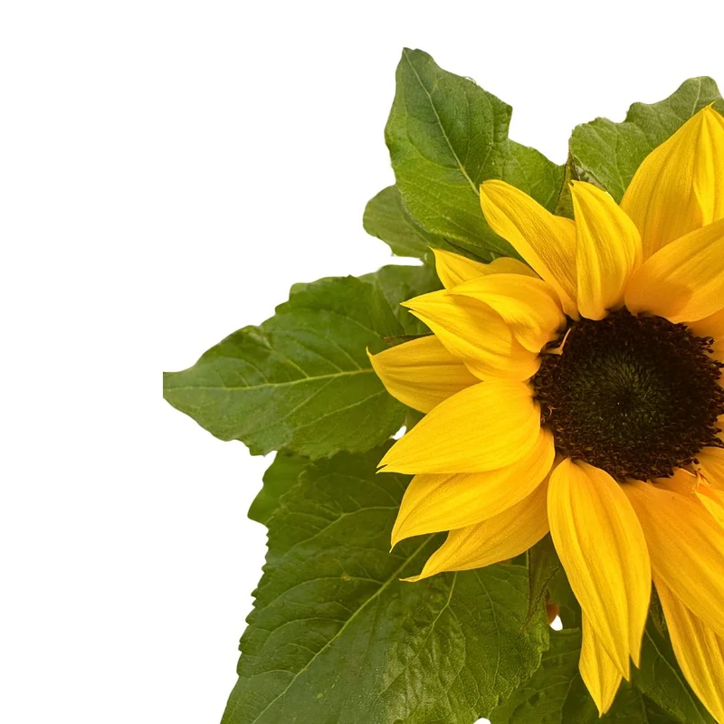 Girasol Ornamental En Maceta M14: La Flor Más Demandada Para Tu Jardín M14
