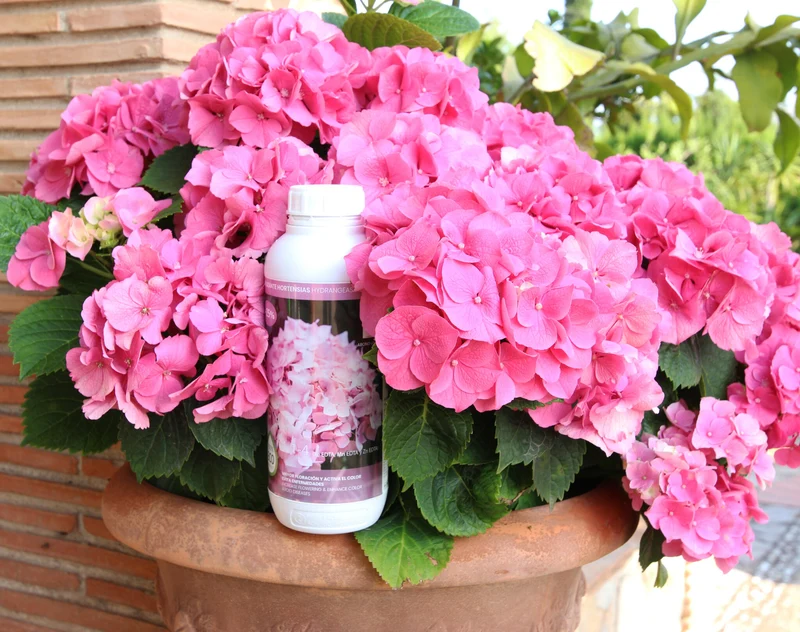 Abono Hortensias Líquido Ecológico Cultivers 5 L
