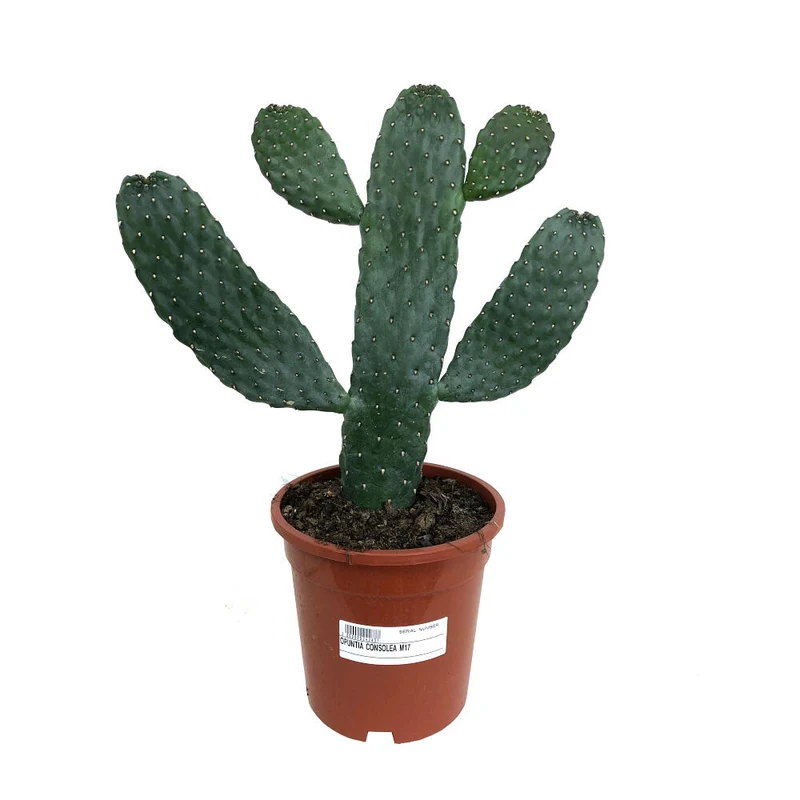 Opuntia Consolea M17 45cm