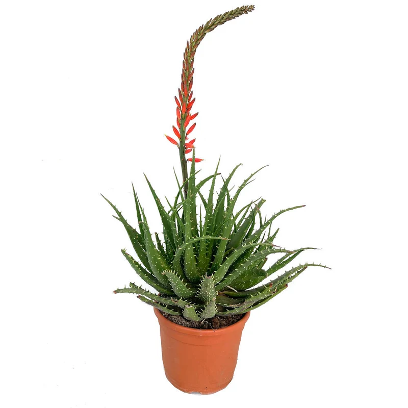 Aloe Spinosissima M24 90cm