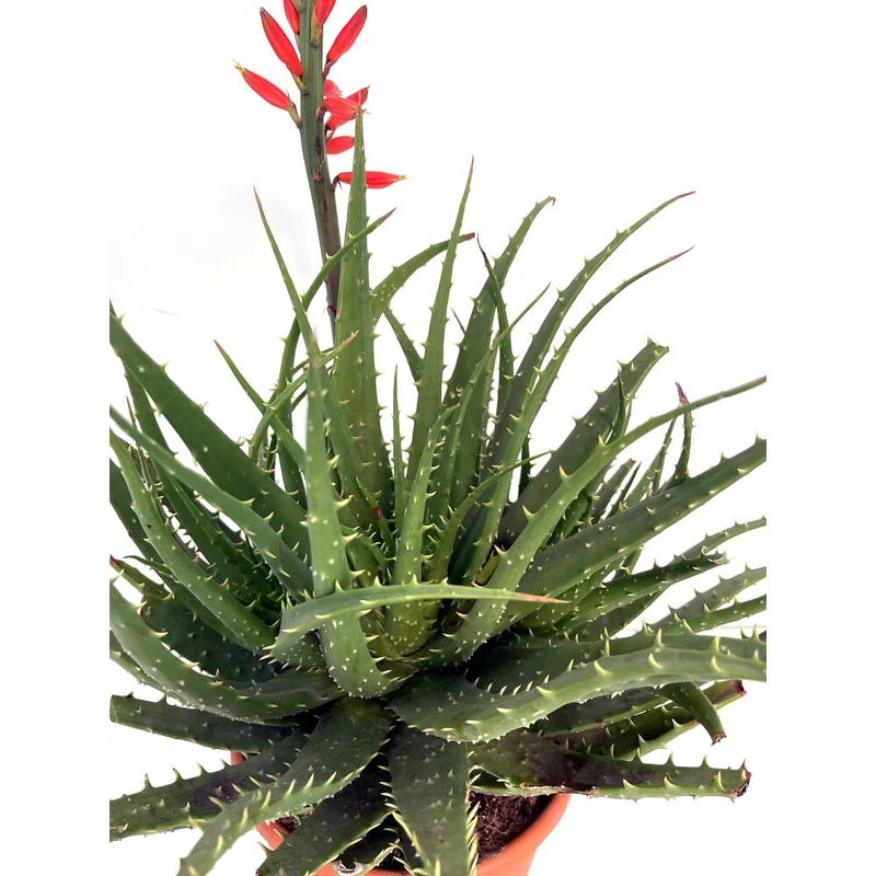 Aloe Spinosissima M24 90cm