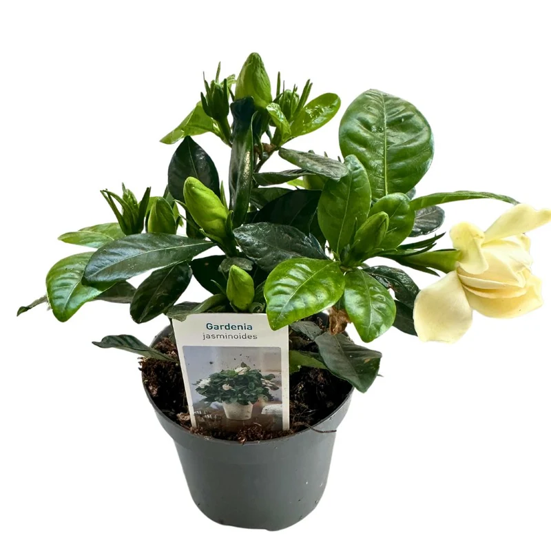 Gardenia Jarminoides, La Planta Con Perfume De Jazmín Más Impresionante M14