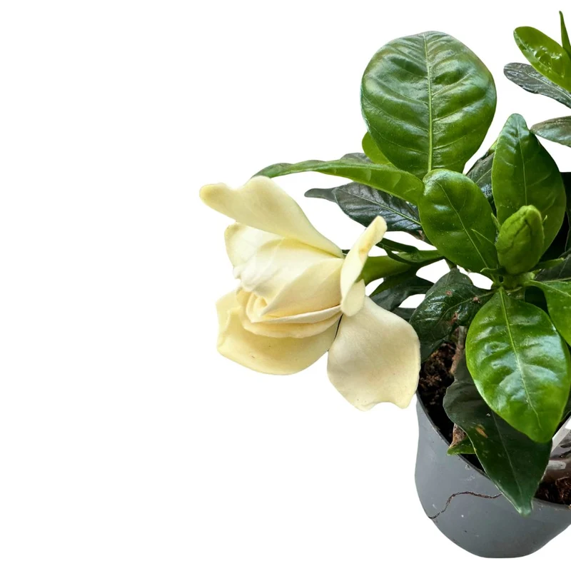 Gardenia Jarminoides, La Planta Con Perfume De Jazmín Más Impresionante M14