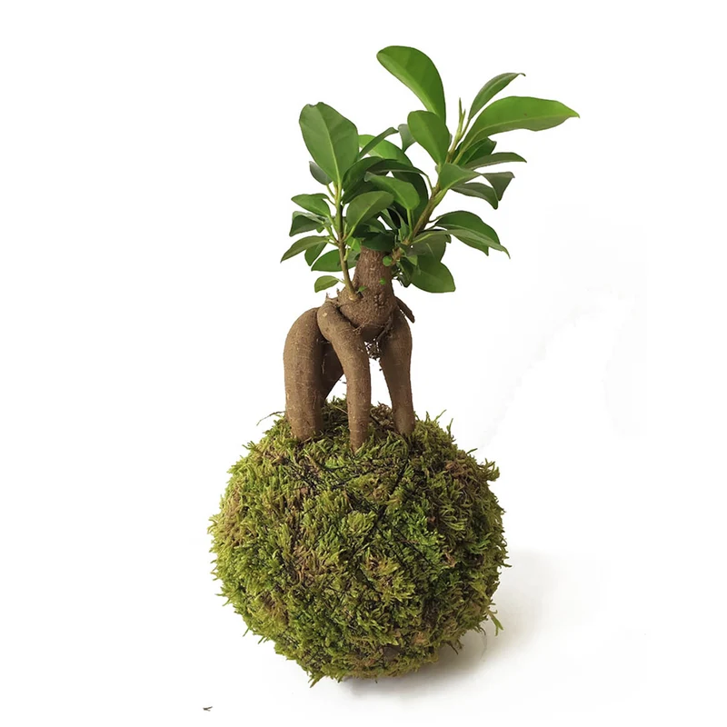 Minificus En Kokedama