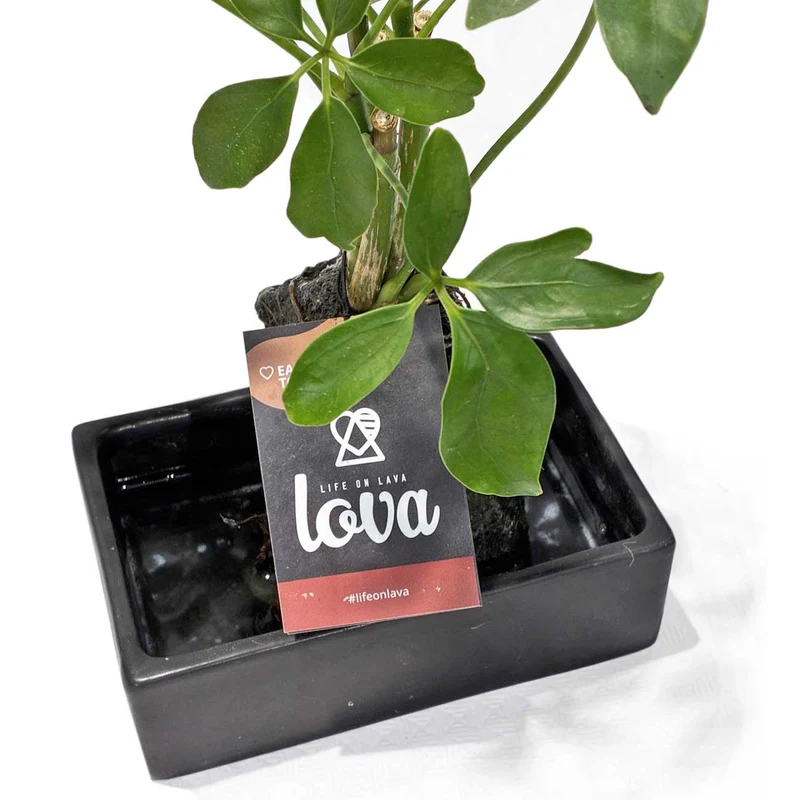 Lova Plant