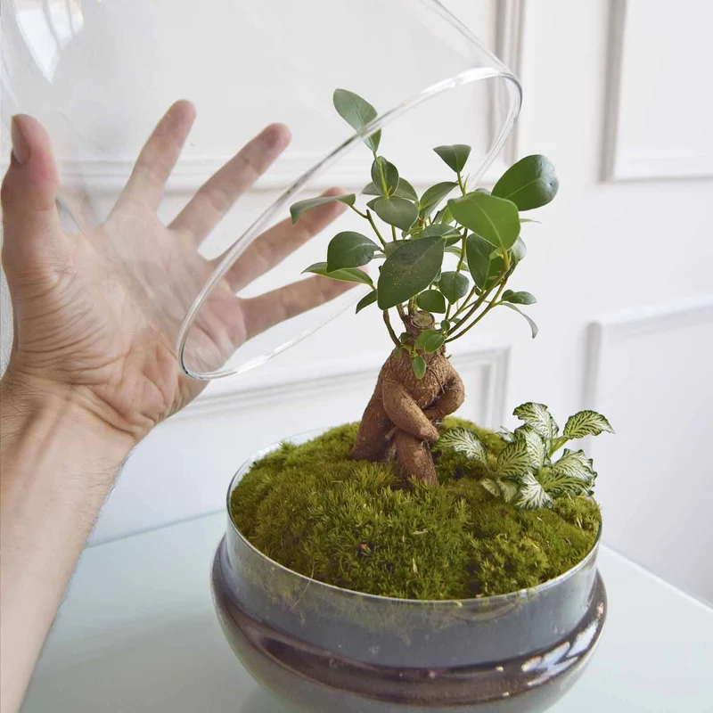 Terrario Mediano H=31 Cm
