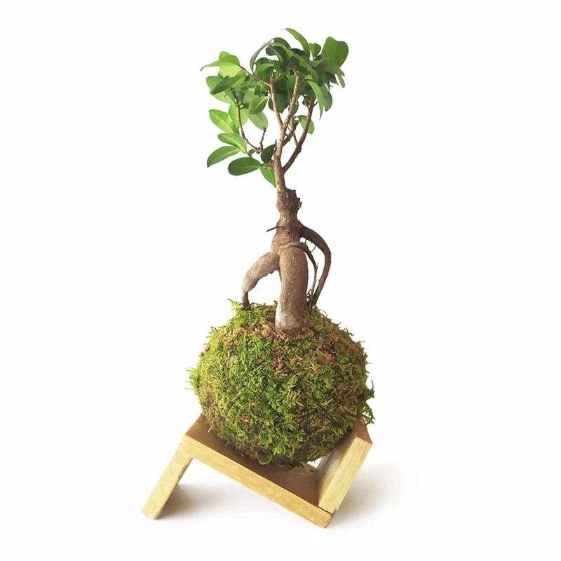 Ficus Ginseng En Kokedama