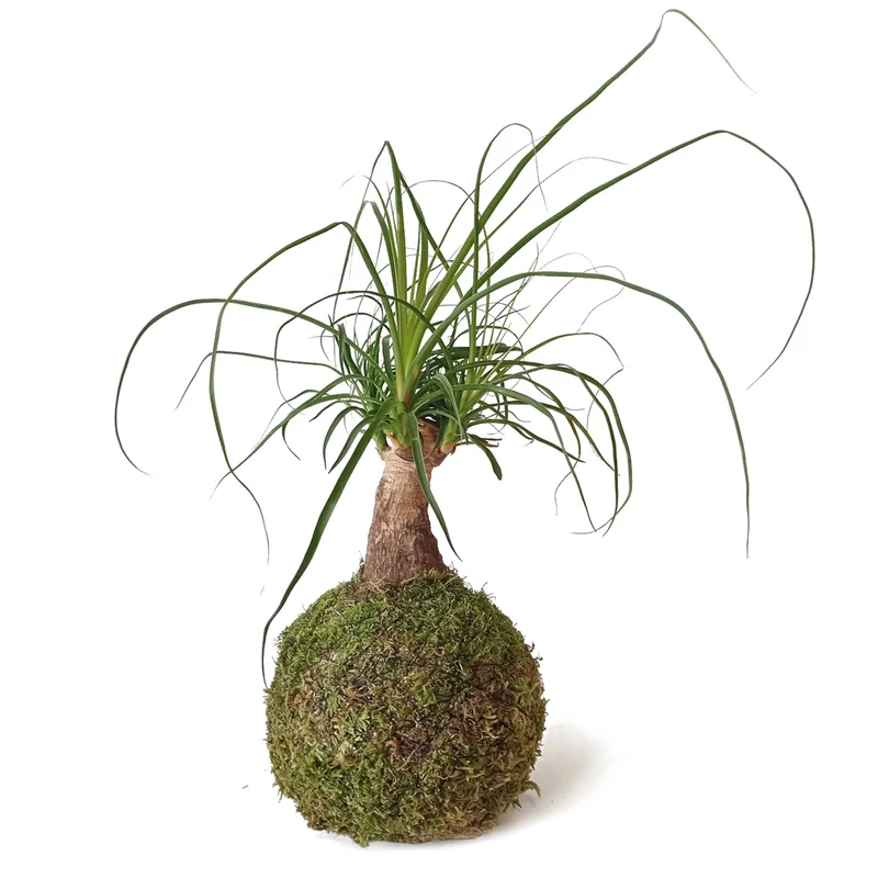 Kokedama Pata De Elefante / Kokedamus / Planta Interior - Decoración Del Hogar - Planta Natural - Elaboración Artesanal
