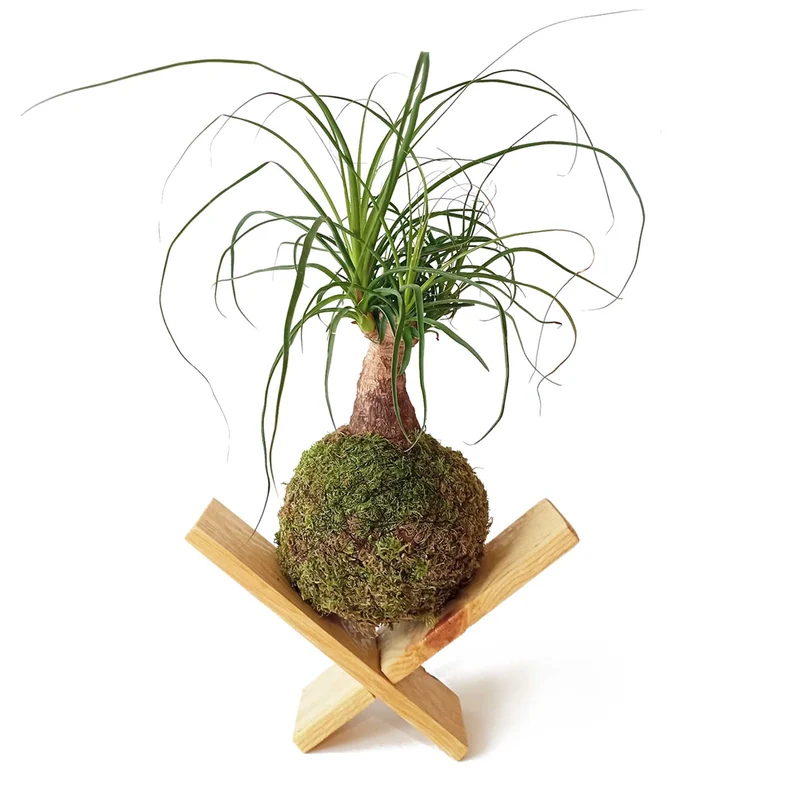 Kokedama Pata De Elefante / Kokedamus / Planta Interior - Decoración Del Hogar - Planta Natural - Elaboración Artesanal