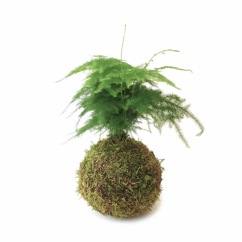 Asparagus En Kokedama Musgo