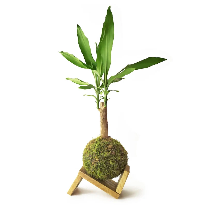 Tronco De Brasil En Kokedama