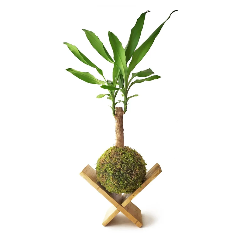 Tronco De Brasil En Kokedama